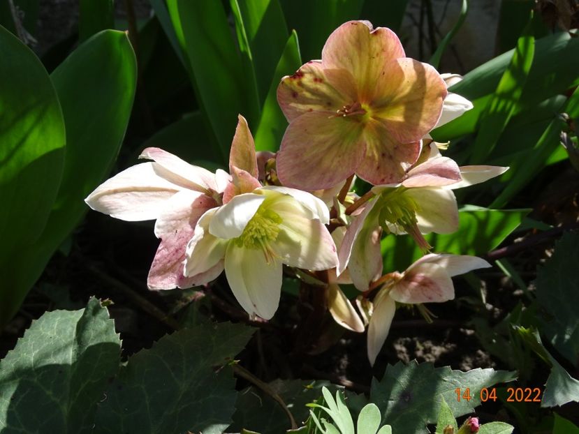  - Helleborus 2022