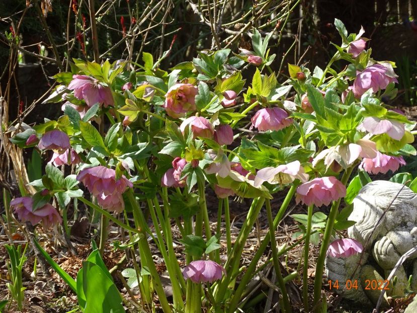  - Helleborus 2022