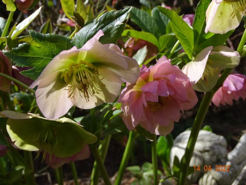  - Helleborus 2022