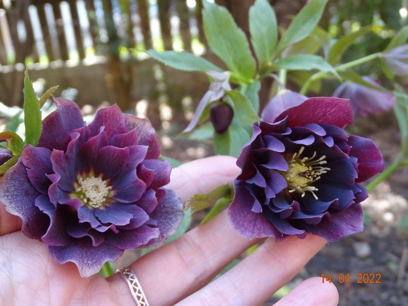  - Helleborus 2022
