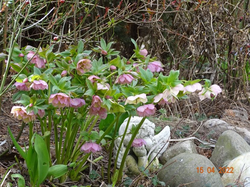  - Helleborus 2022