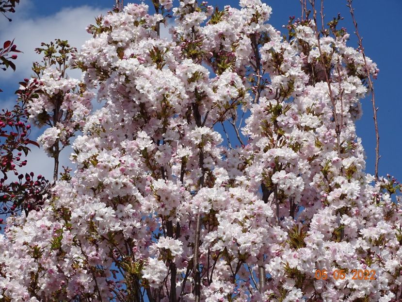  - Copacei si arbusti 2022