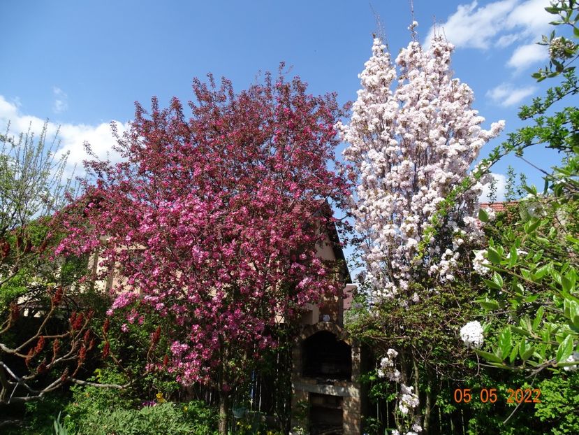  - Copacei si arbusti 2022