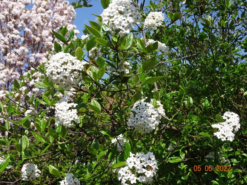  - Copacei si arbusti 2022