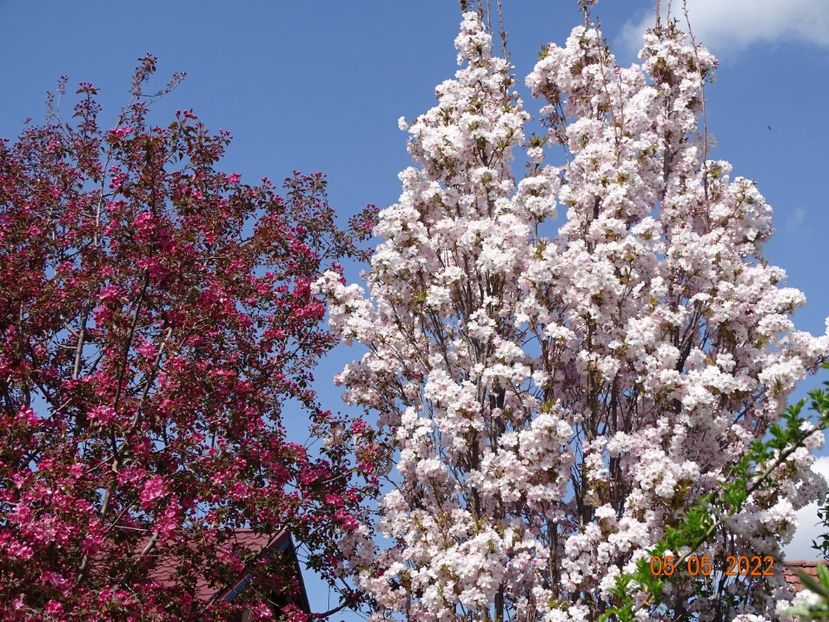  - Copacei si arbusti 2022