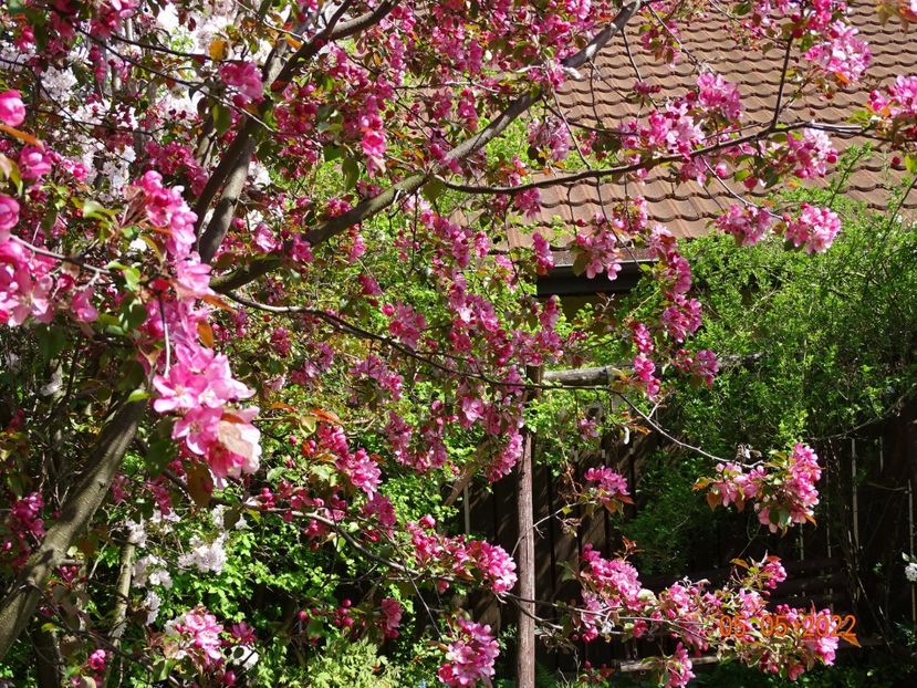  - Copacei si arbusti 2022