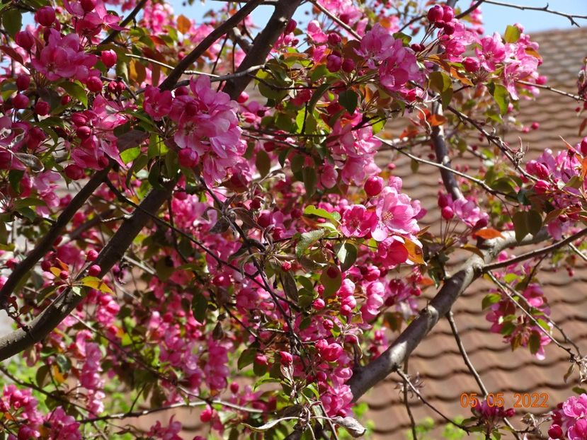  - Copacei si arbusti 2022