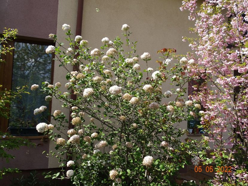  - Copacei si arbusti 2022