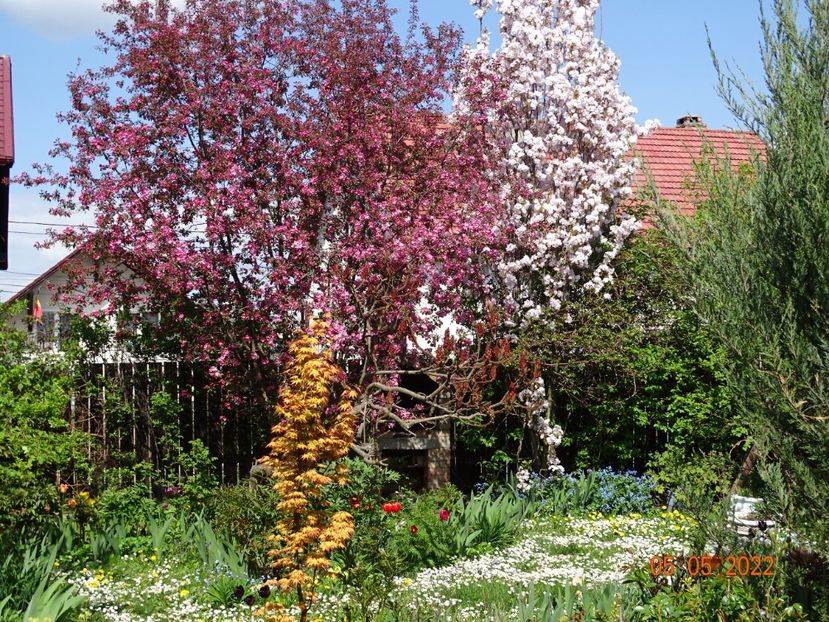  - Copacei si arbusti 2022