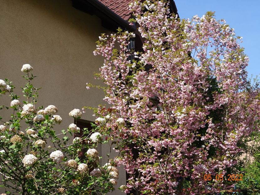  - Copacei si arbusti 2022