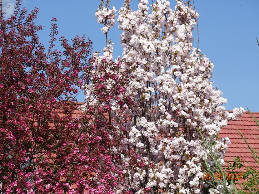  - Copacei si arbusti 2022