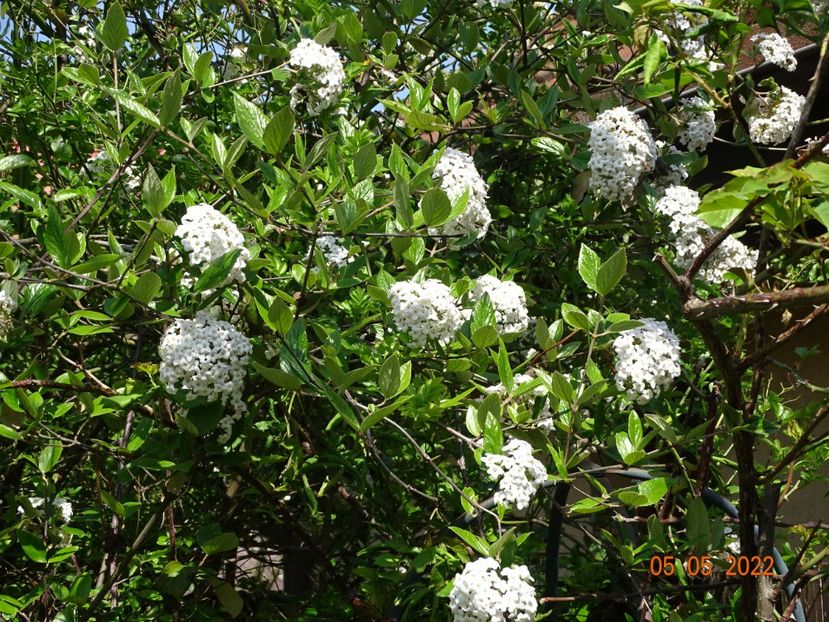  - Copacei si arbusti 2022