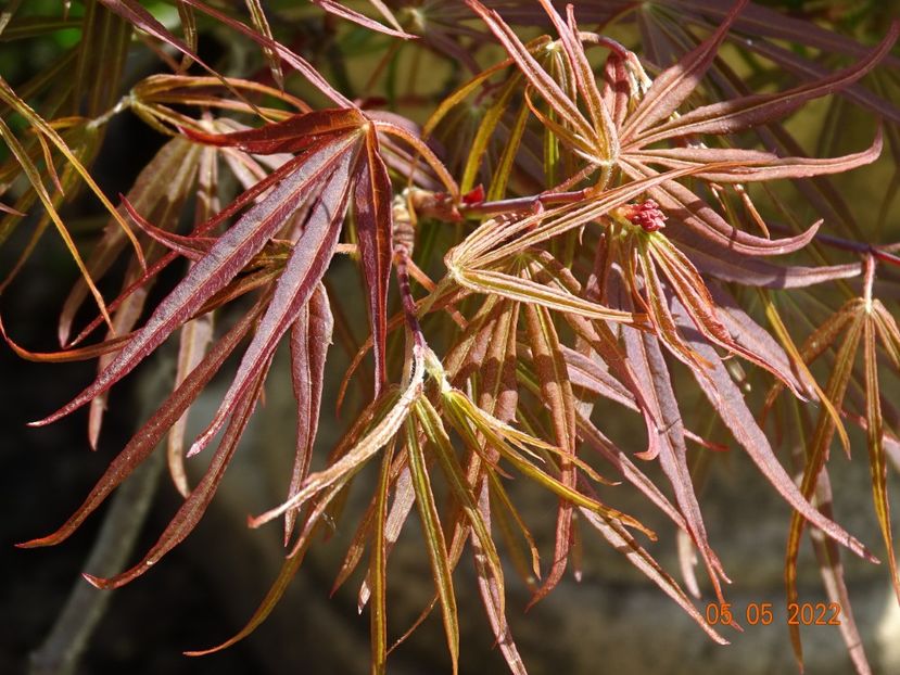  - Copacei si arbusti 2022