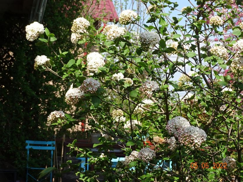  - Copacei si arbusti 2022