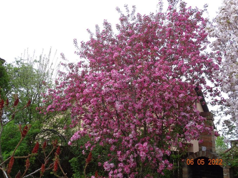  - Copacei si arbusti 2022