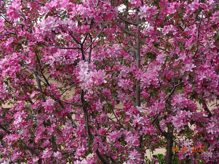  - Copacei si arbusti 2022