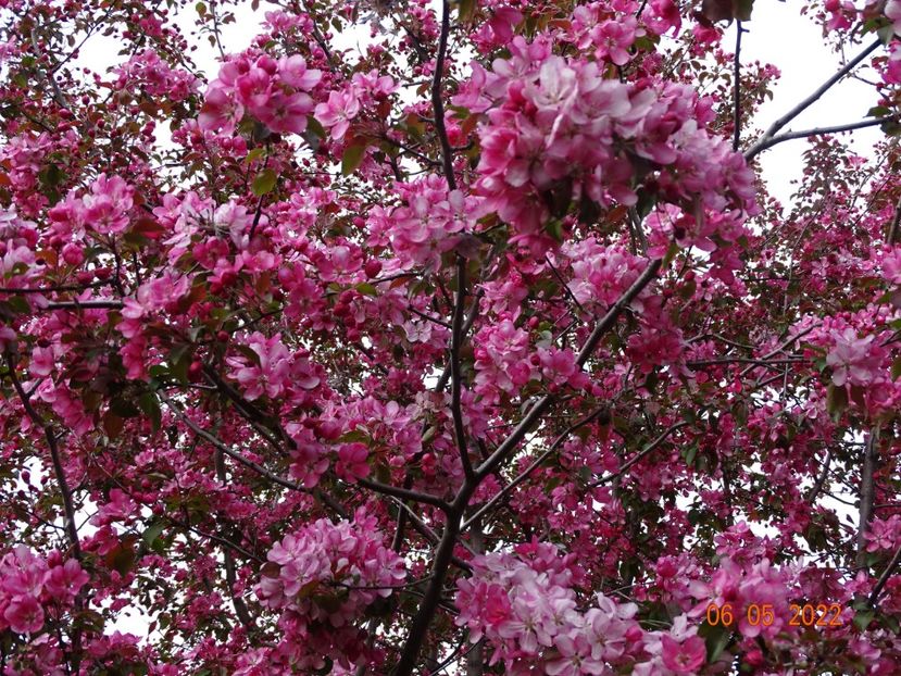  - Copacei si arbusti 2022