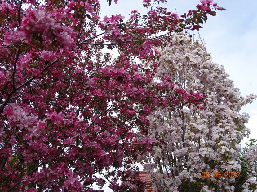  - Copacei si arbusti 2022