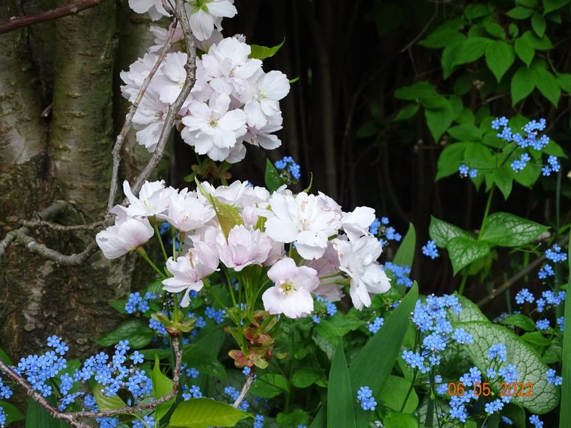  - Copacei si arbusti 2022