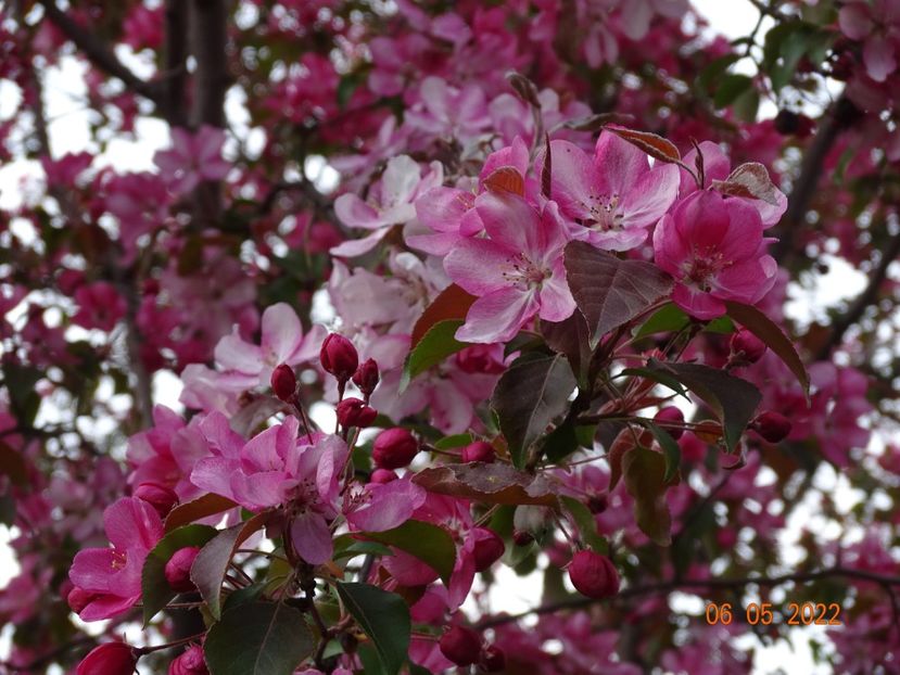  - Copacei si arbusti 2022