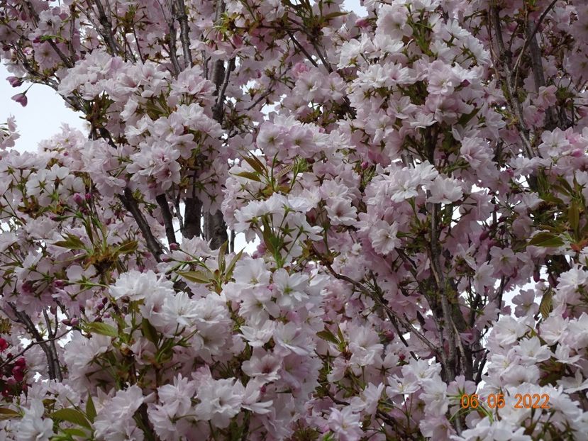  - Copacei si arbusti 2022