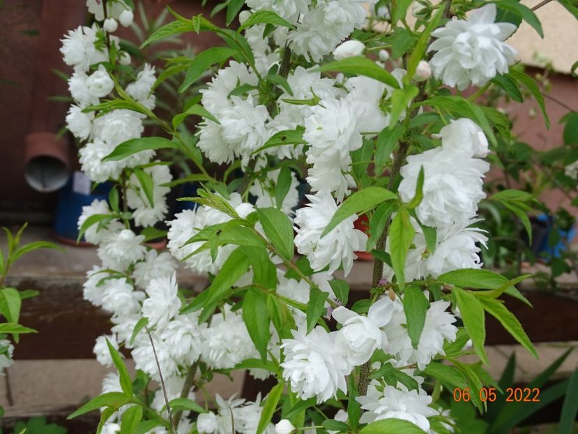  - Copacei si arbusti 2022