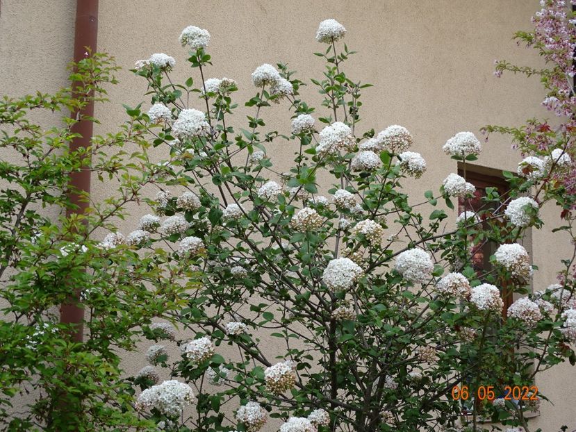  - Copacei si arbusti 2022