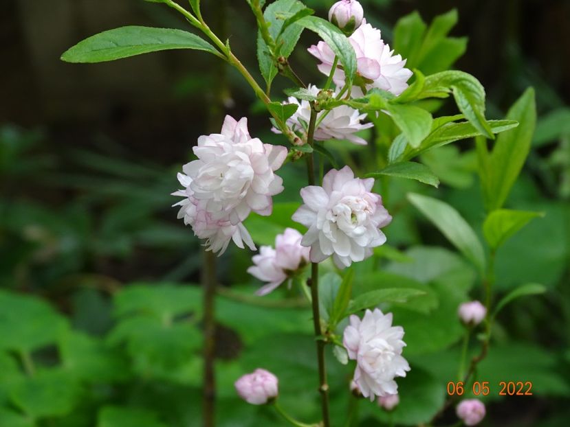  - Copacei si arbusti 2022