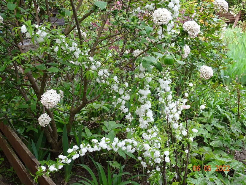  - Copacei si arbusti 2022