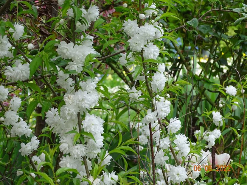  - Copacei si arbusti 2022