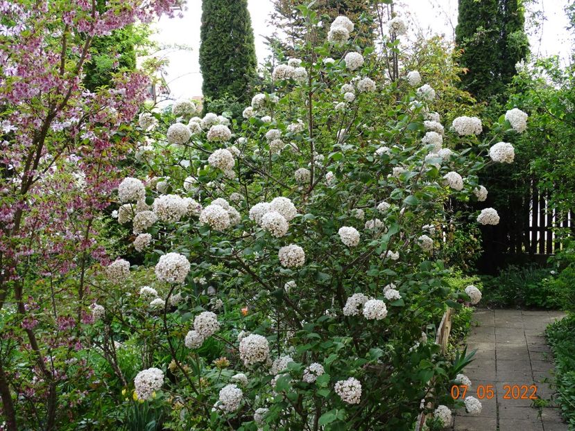  - Copacei si arbusti 2022