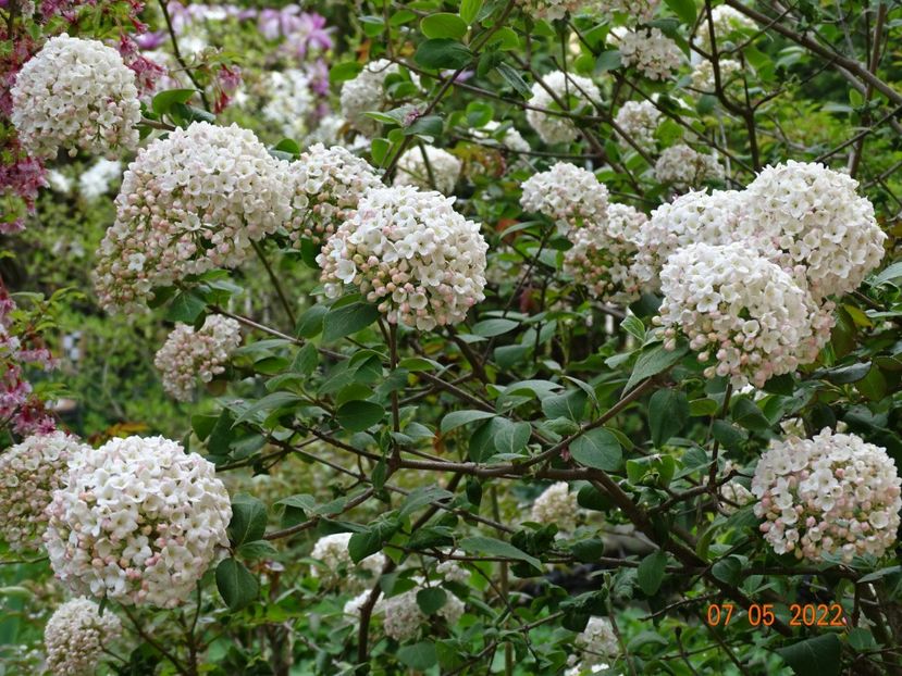  - Copacei si arbusti 2022