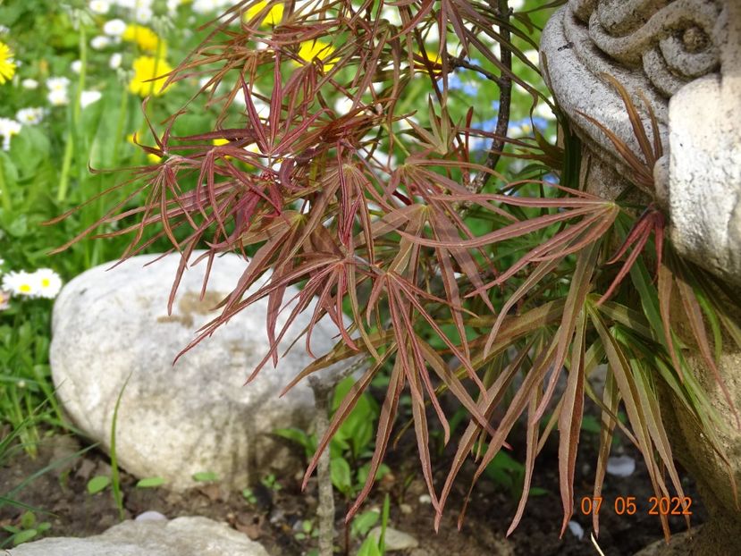  - Copacei si arbusti 2022