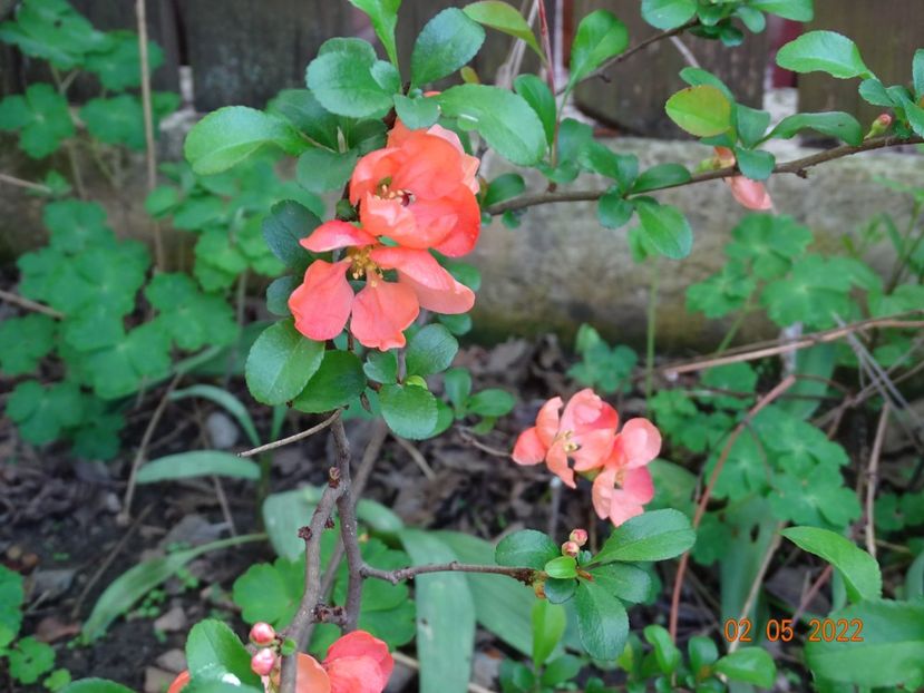  - Copacei si arbusti 2022