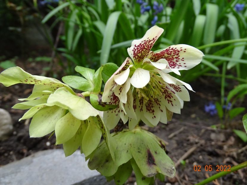  - Helleborus 2022