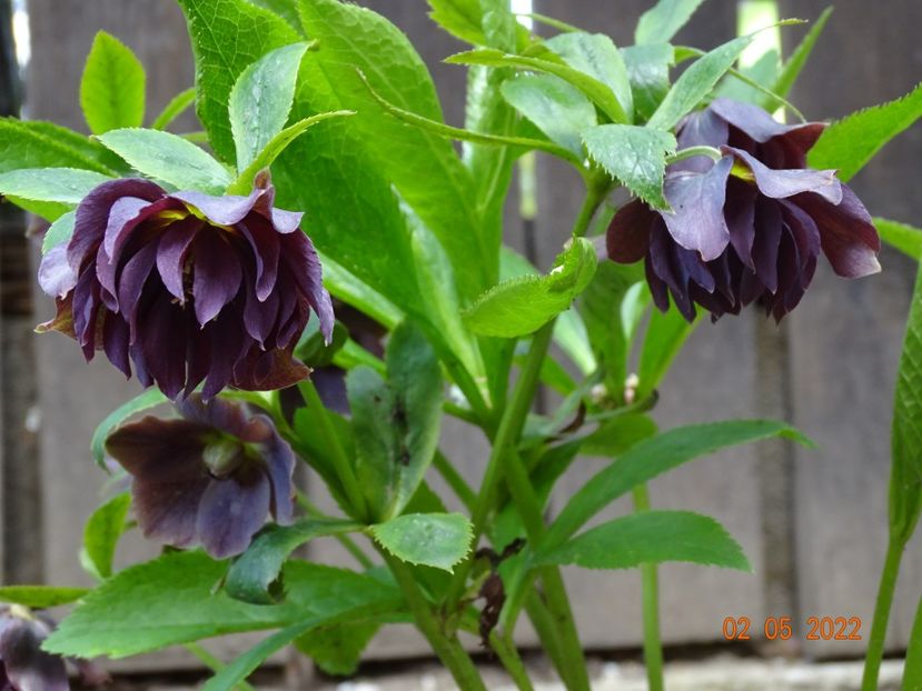  - Helleborus 2022