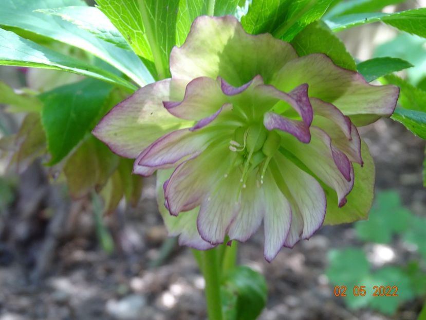 - Helleborus 2022