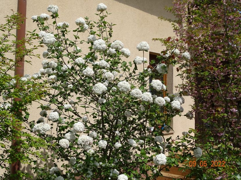  - Copacei si arbusti 2022