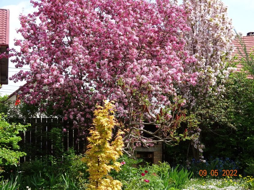  - Copacei si arbusti 2022