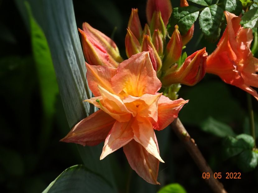  - Copacei si arbusti 2022