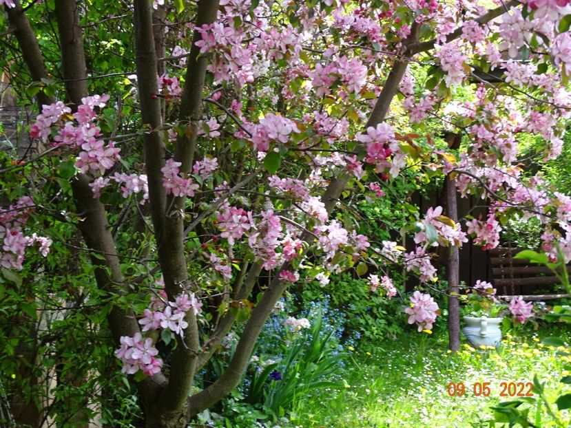  - Copacei si arbusti 2022