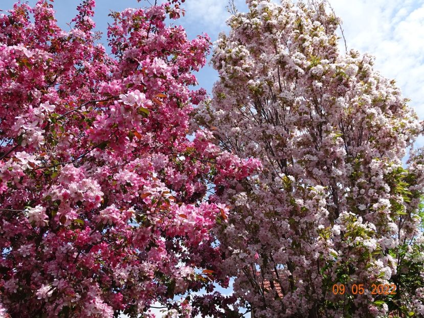  - Copacei si arbusti 2022