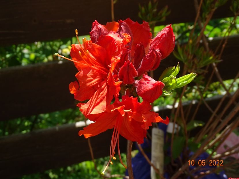  - Copacei si arbusti 2022