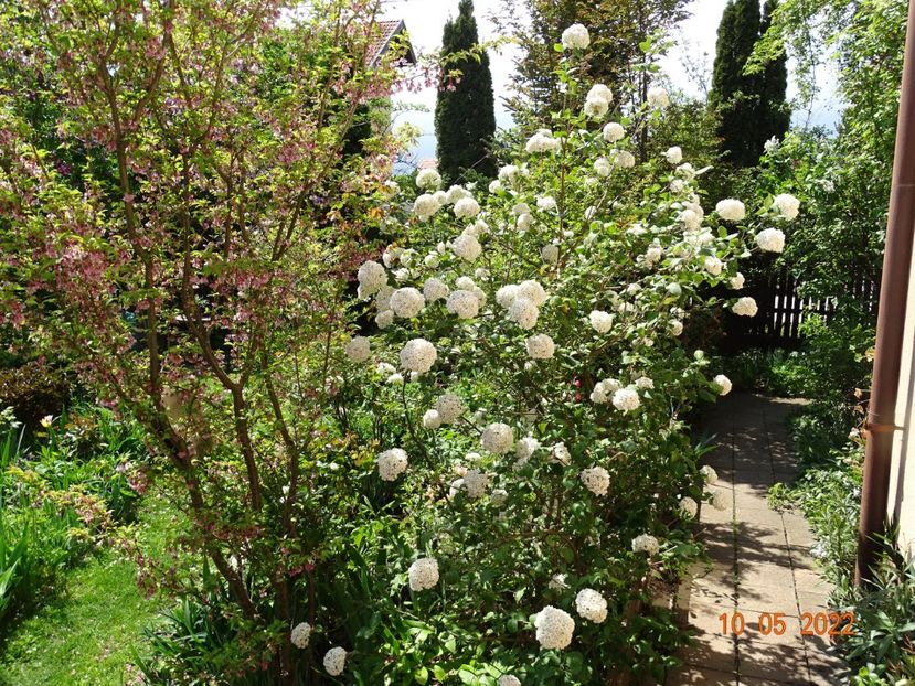  - Copacei si arbusti 2022