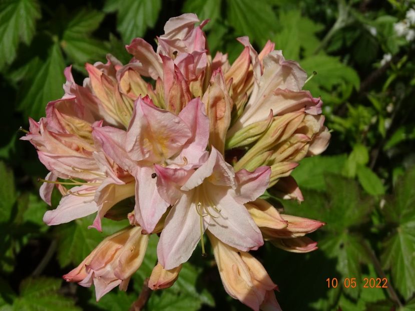  - Copacei si arbusti 2022