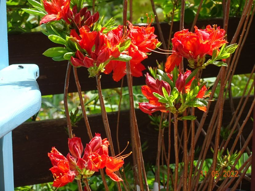  - Copacei si arbusti 2022