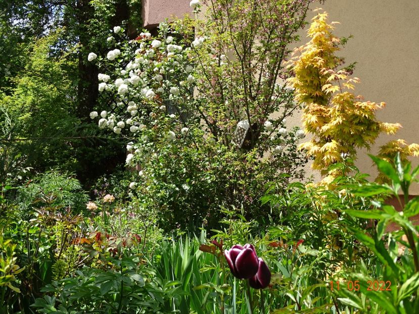  - Copacei si arbusti 2022