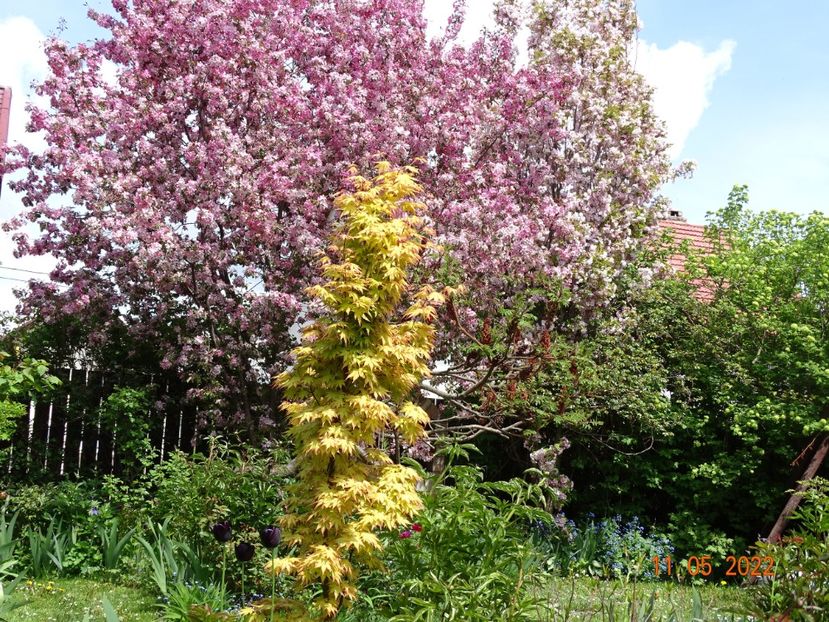  - Copacei si arbusti 2022