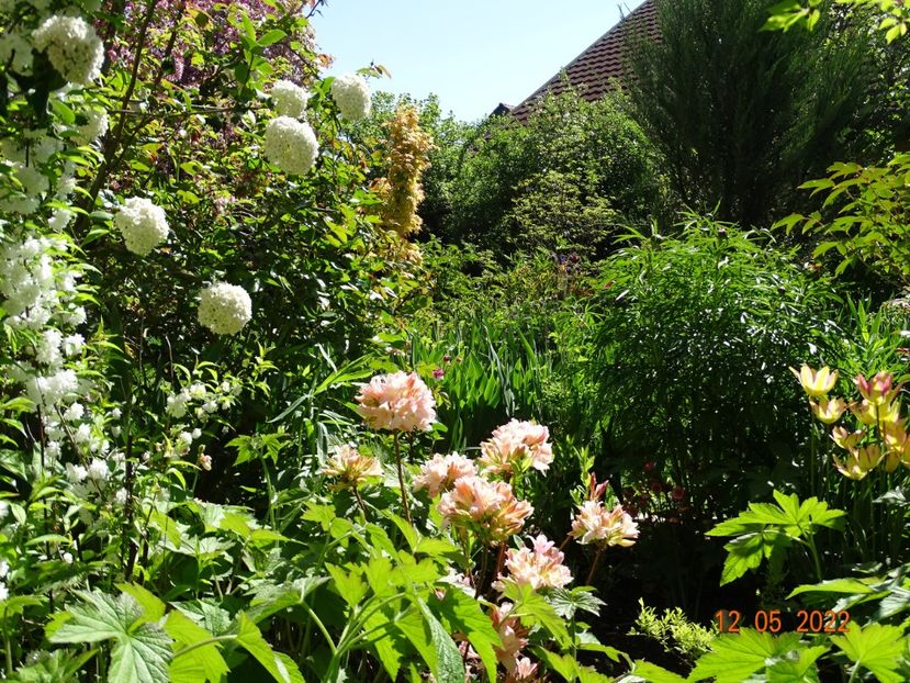  - Copacei si arbusti 2022