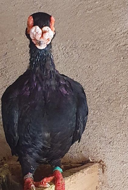  - GROUP FACEBOOK -BARB-CARUNCULAT-PIEGONS-